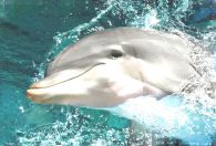 Общение с дельфинами дарит радость, приносит счастье